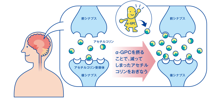 α-GPCが神経伝達物質を増やす！