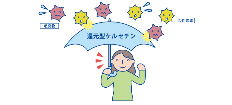 還元型ケルセチンが酸化や糖化を制御し、体内老化を遅らせます