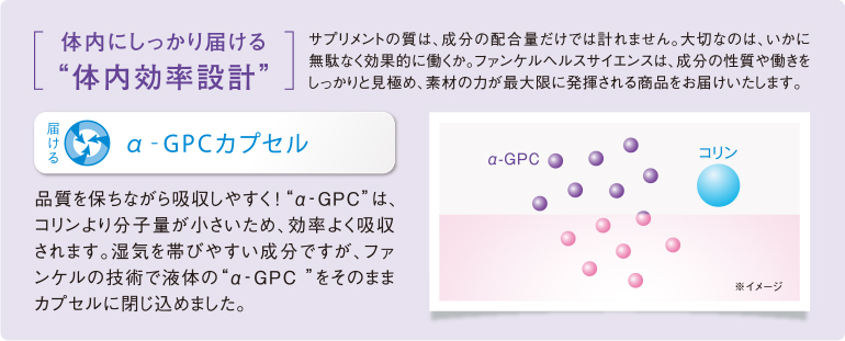 α-GPコリン